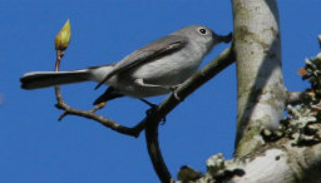 Blue Gray Gnatcatcher from Tree Top Loft featured