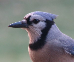 Blue Jay taken today (Feb