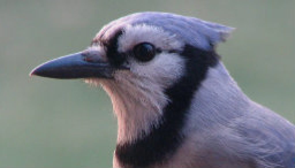 Blue Jay taken today (Feb featured