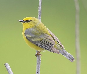 Blue-winged Warbler