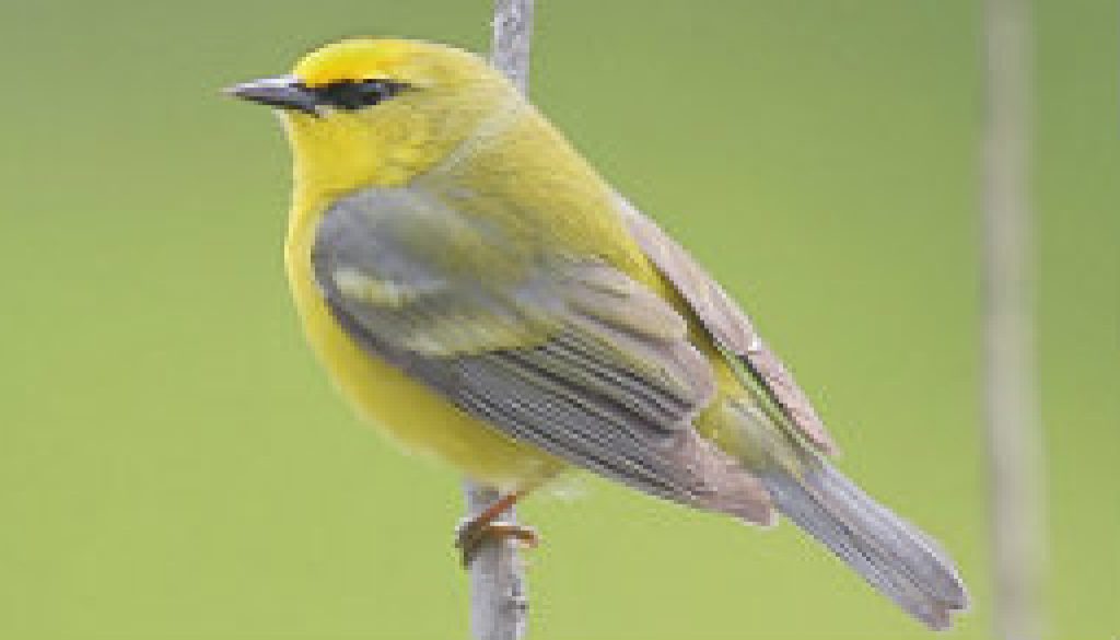 Blue-winged Warbler featured