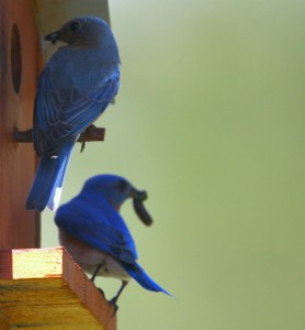 Bluebird Myron and Bluebird Ann (top) at ROLF