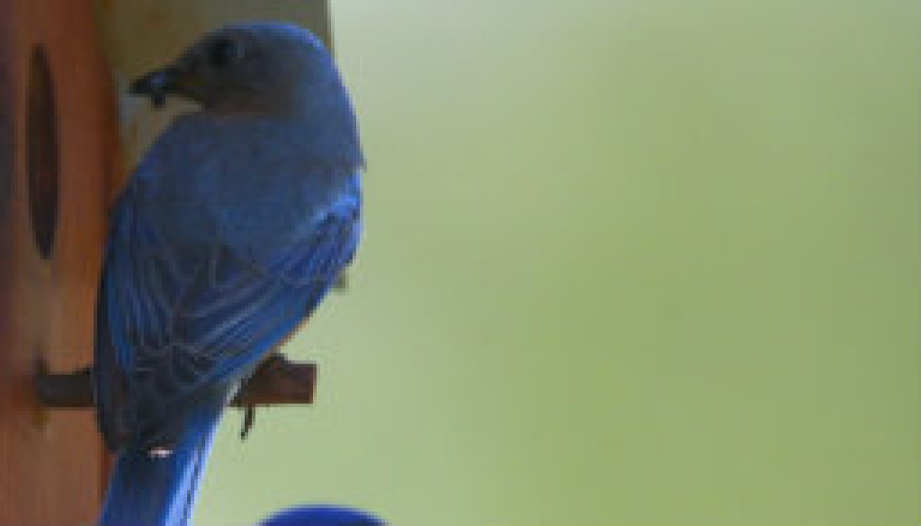 Bluebird Myron and Bluebird Ann (top) at ROLF featured