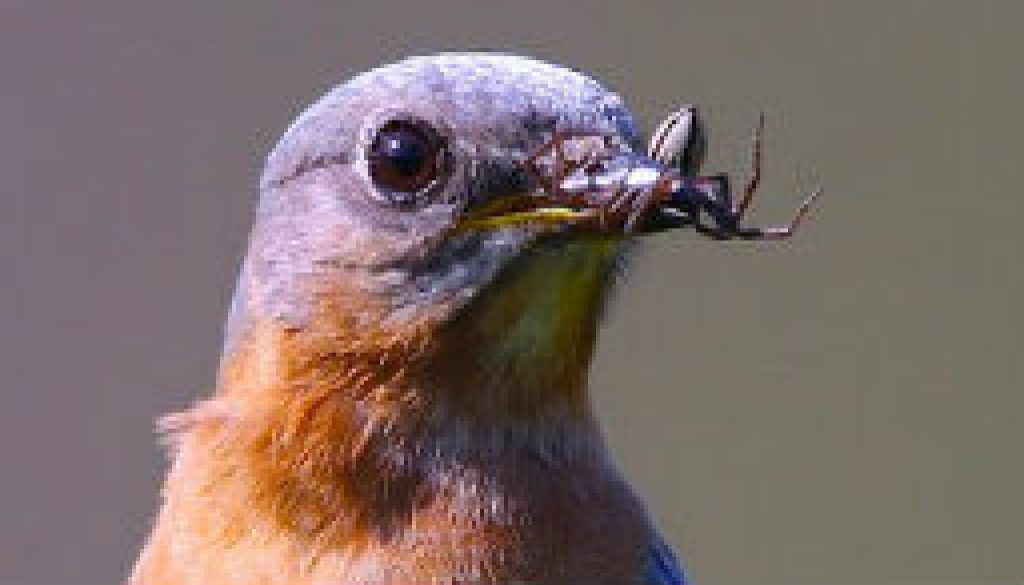 Bluebirds 2010 at River of Life Farm featured