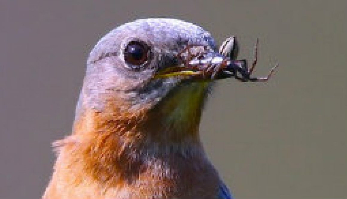 Bluebirds 2010 at River of Life Farm featured