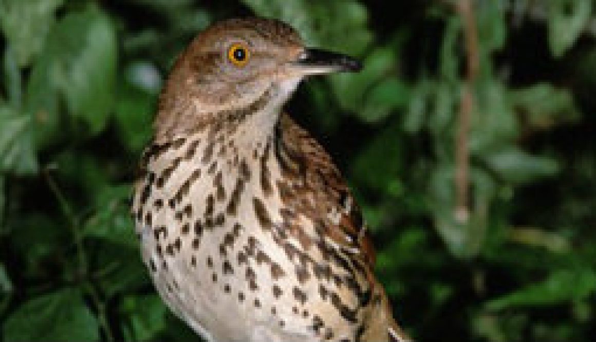 Brown Thrasher featured Brown Thrasher featured