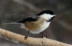 Chickadee in snow shower