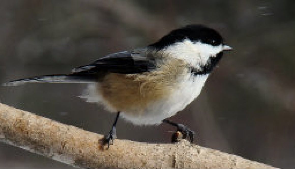Chickadee in snow shower featured Chickadee in snow shower featured