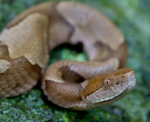 Close-up of Copperhead sep 27