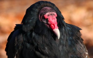 Close up of Turkey Vulture
