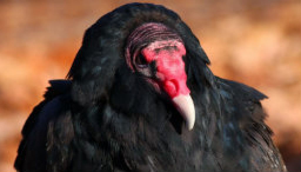 Close up of Turkey Vulture featured