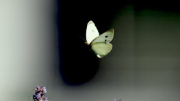 Common Cabbage Butterfly featured