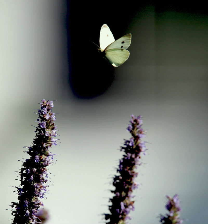 Common Cabbage Butterfly