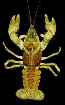 Crawfish of Missouri - Coldwater Crayfish