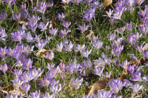 Crocus in bloom in Kirkwood