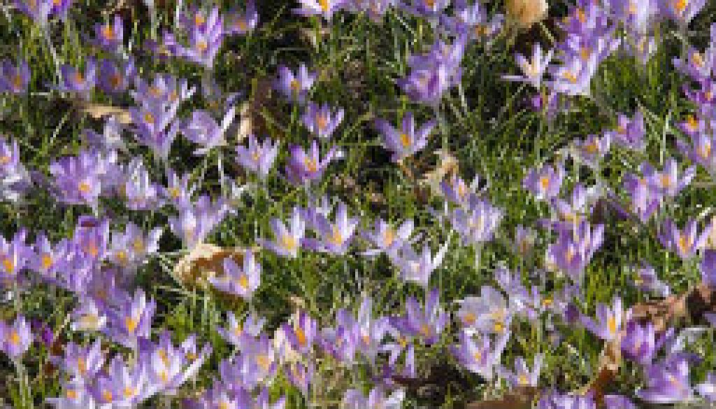 Crocus in bloom in Kirkwood featured