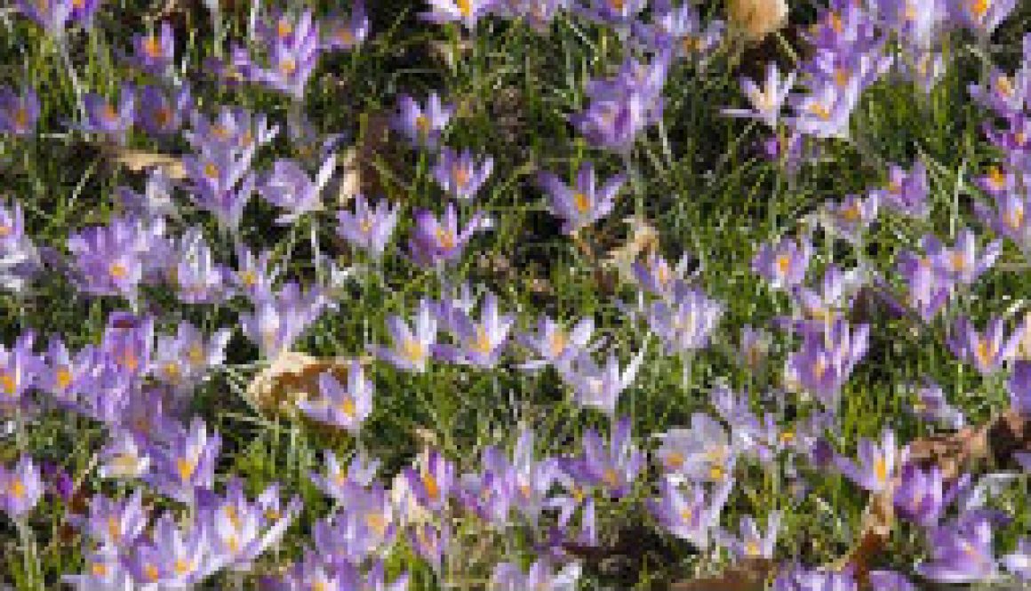 Crocus in bloom in Kirkwood featured