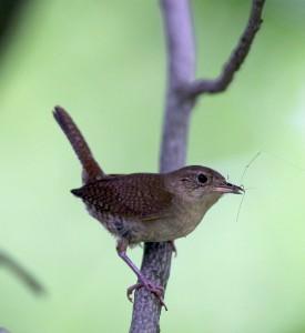 Cute House Wren with a Daddy-Longlegs