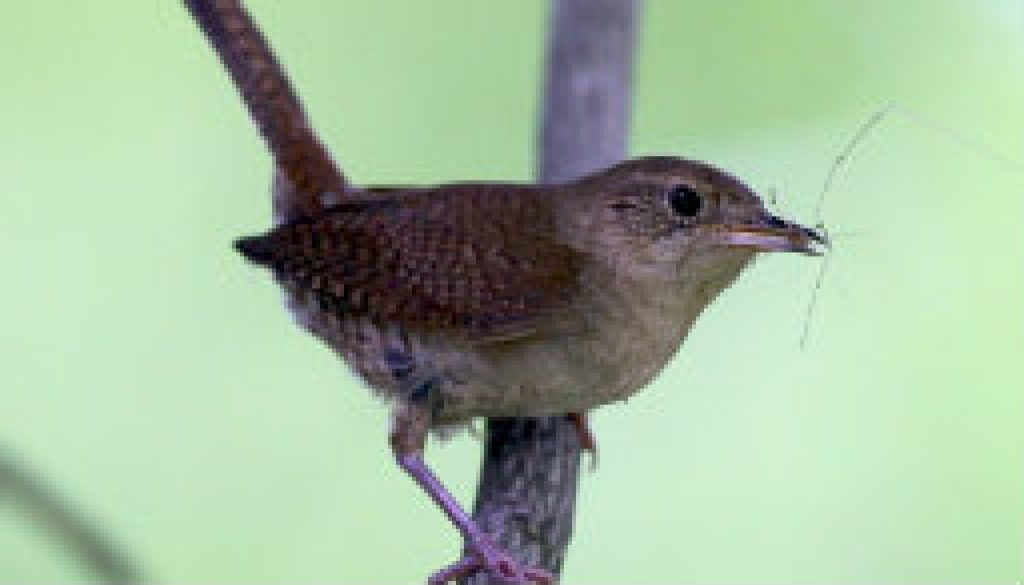 Cute House Wren with a Daddy-Longlegs featured