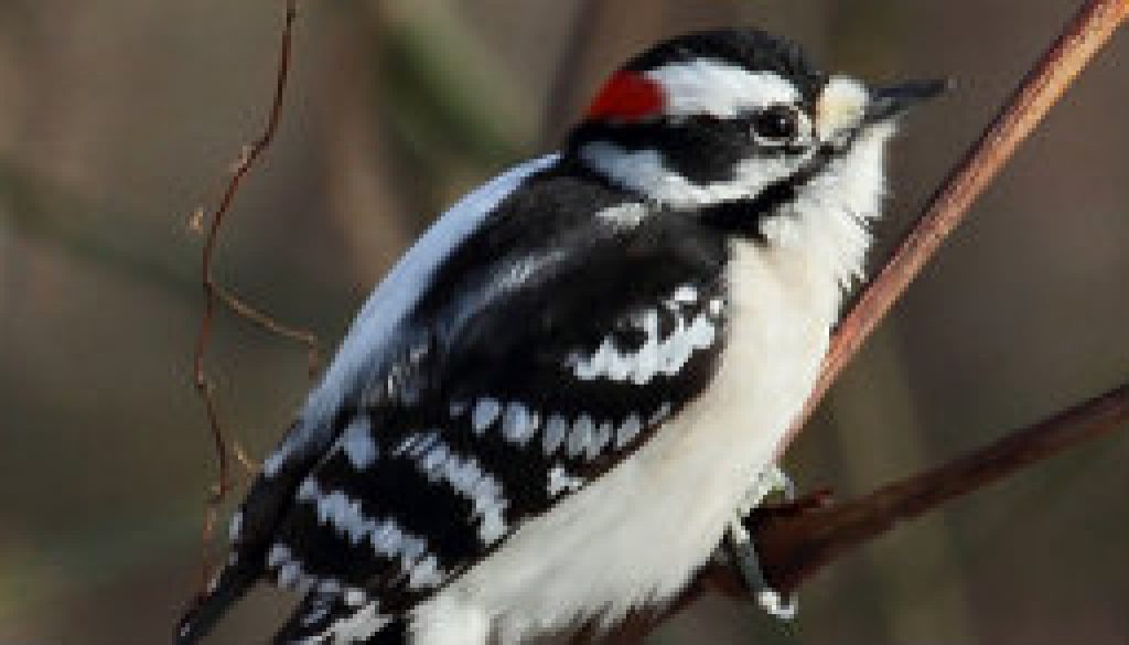Cute mid winter male Downey Woodpecker featured