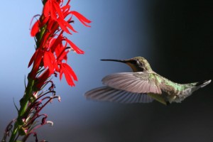 Dawn hummingbird picture of juvenile rubythroat