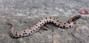 Debated whether to Post this or not (Pygmy Rattler)