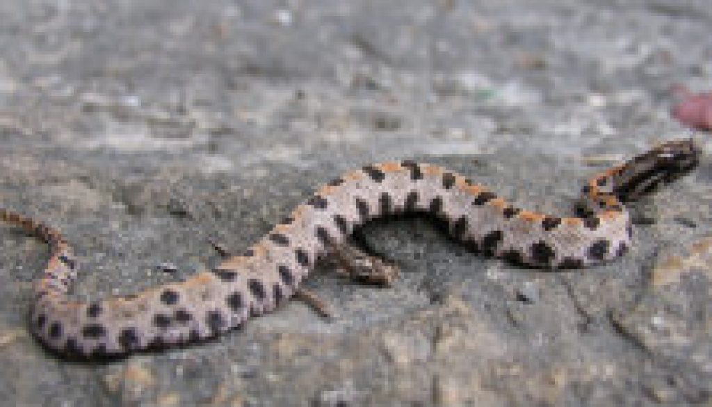 Debated whether to Post this or not (Pygmy Rattler) featured