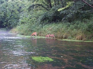 Deer drinking in the morning just after dawn