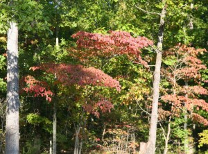 Dogwood turns in September 2008