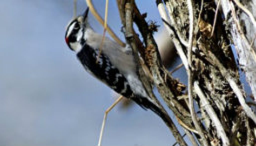 Downey Woodpecker feayuired