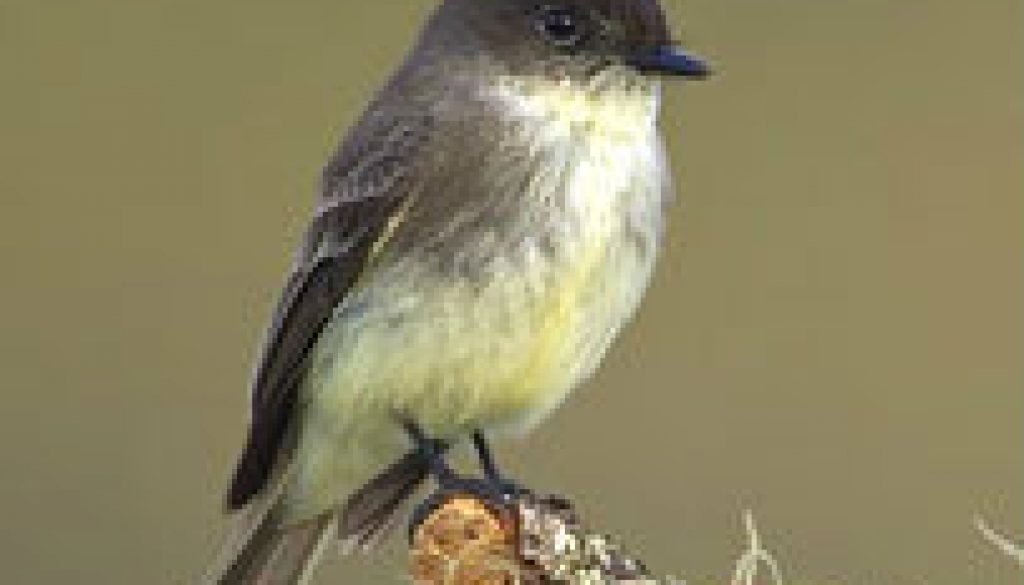 Eastern Phoebe featured