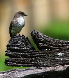 Eastern Phoebe on Split Rail fence at Caney Mountain