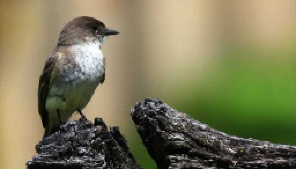 Eastern Phoebe on Split Rail fence at Caney Mountain featured