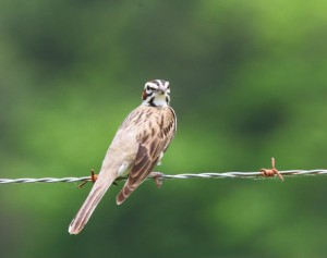 Fairly rare Lark Sparrow on the ROLF road