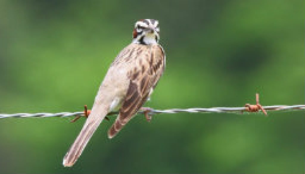 Fairly rare Lark Sparrow on the ROLF road featured