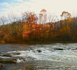 Falls on Election Day nov 4 2008