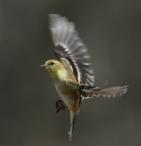 Female American Goldfinch in landing position