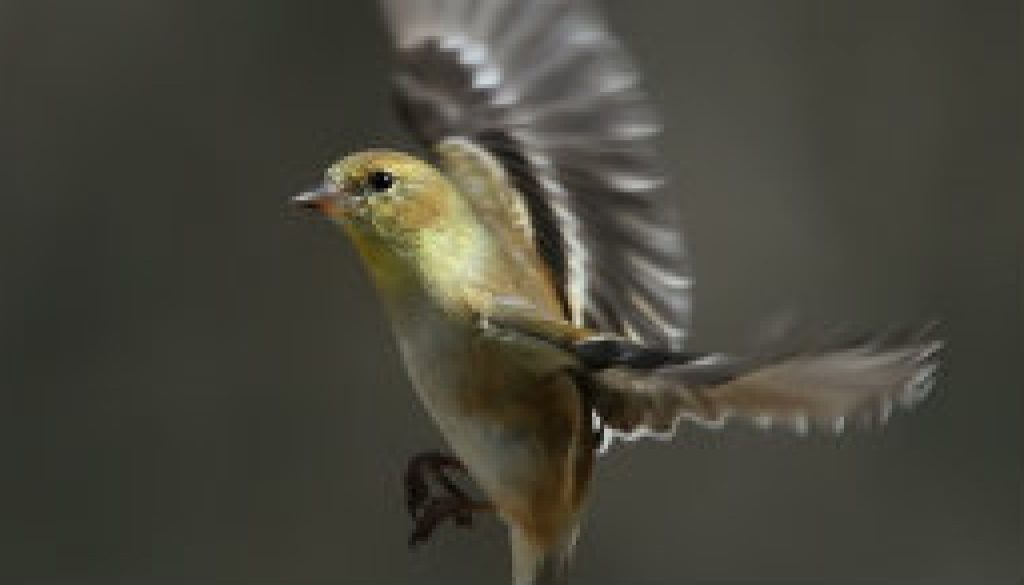 Female American Goldfinch in landing position featured
