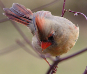 Female Cardinal picture from yesterday