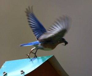 Female Eastern Bluebird entering flight