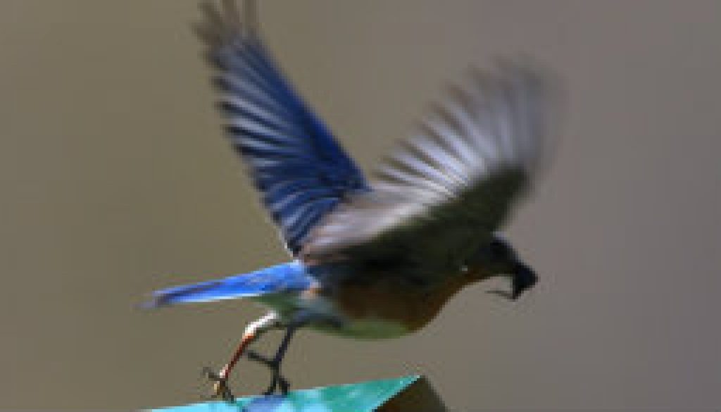 Female Eastern Bluebird entering flight featured