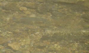 Find the trout in the North Fork of the White