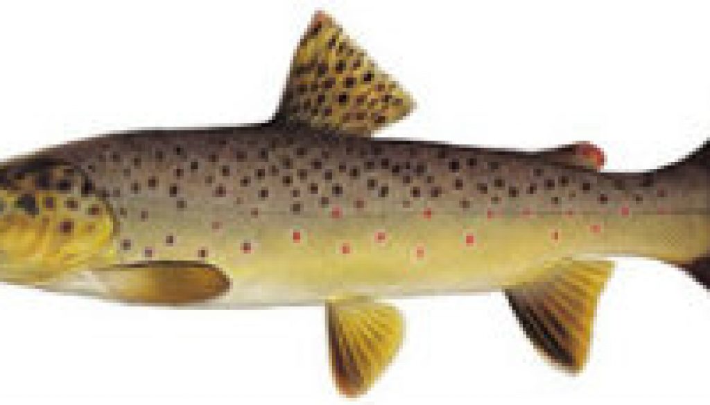 Fishes found in the North Fork - Brown Trout featured