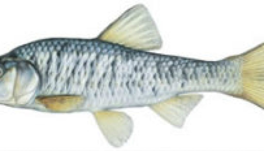 Fishes found in the North Fork - Common Shiner featured