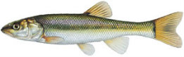 Fishes found in the North Fork - Creek Chub featured