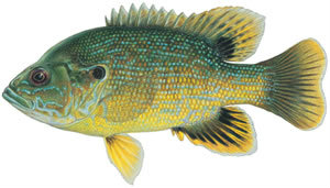 Fishes found in the North Fork - Green Sunfish