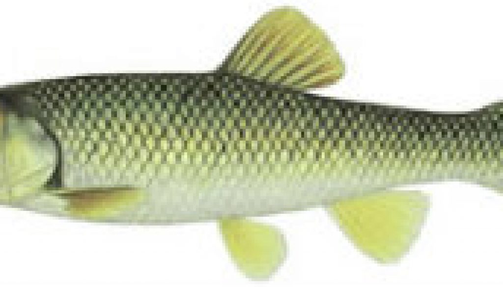 Fishes found in the North Fork - Hornyhead Chub featured