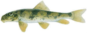 Fishes found in the North Fork - Northern Hogsucker