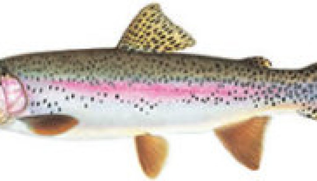 Fishes found in the North Fork - Rainbow Trout featured