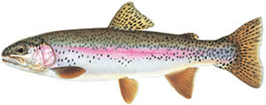 Fishes found in the North Fork - Rainbow Trout
